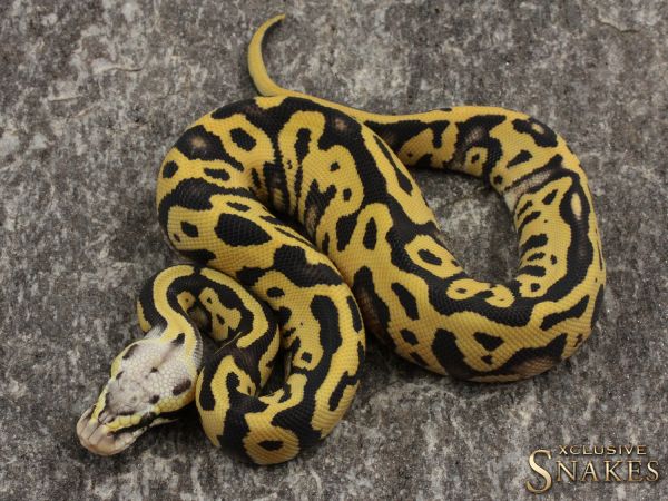 0.1 Pastel Leopard Desert Ghost het Clown or het Cryptic 2021