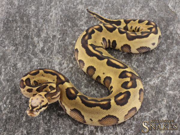 0.1 Super Vanilla Leopard Yellow Belly het Clown 2021