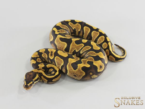 0.1 Lace het Piebald 2026