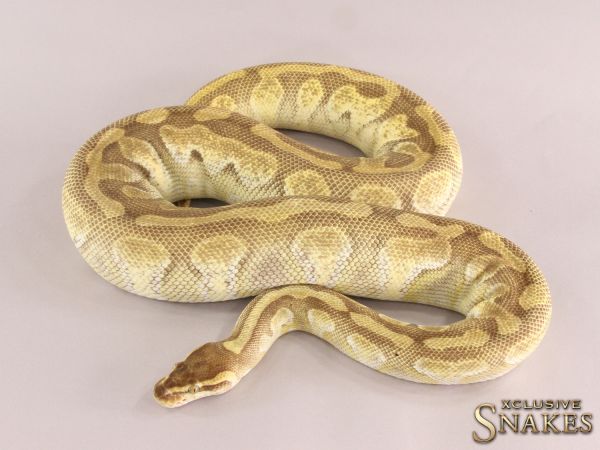 0.1 Butter Enchi 2014