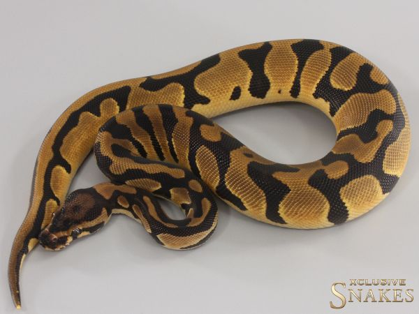 0.1 Confusion Orange Dream double het Hypo Piebald 2023