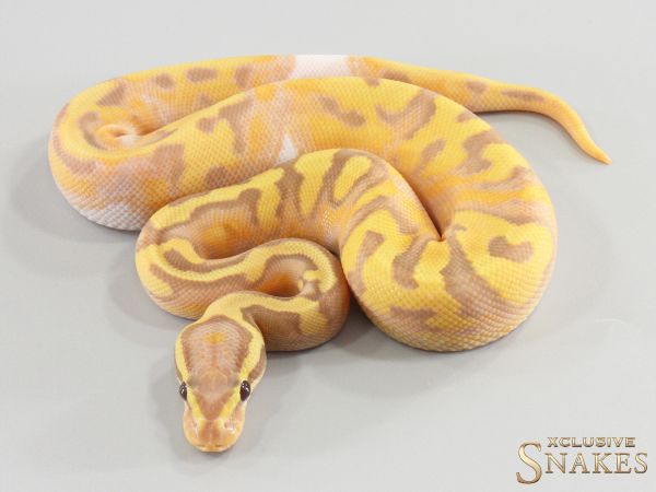 1.0 Banana Enchi pos Red Stripe Piebald het Lavender (FMaker) 2026