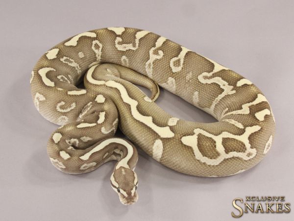 0.1 Butter Fire GHI Leopard het Clown 2021 (1560g @5/2023)