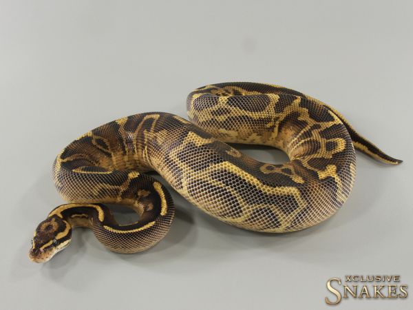 0.1 Super Gravel Leopard het Clown 2021 (970g @12/2023)