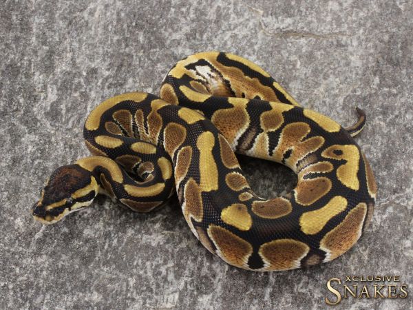 1.0 Double het Desert Ghost Piebald 2021