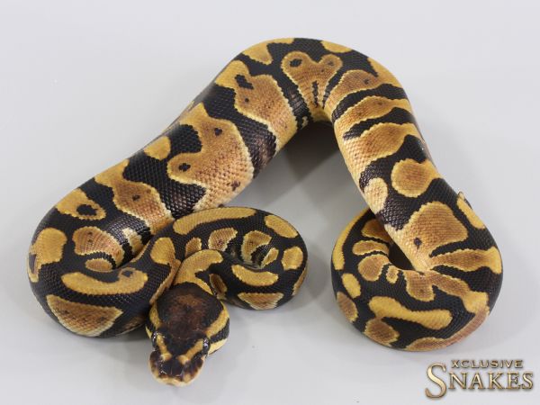 0.1 Triple het Lavender Clown Piebald (Holy Grail) 2023