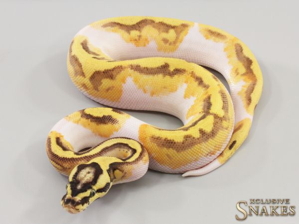 0.1 Enchi Gravel Vanilla Pastel Piebald 2023