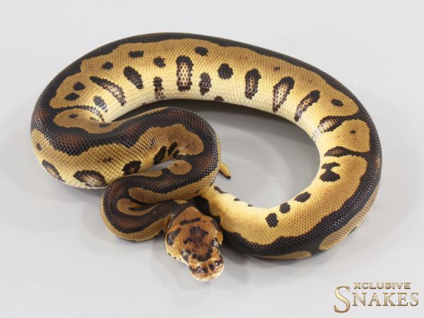 1.0 Leopard Clown het Desert Ghost 2026