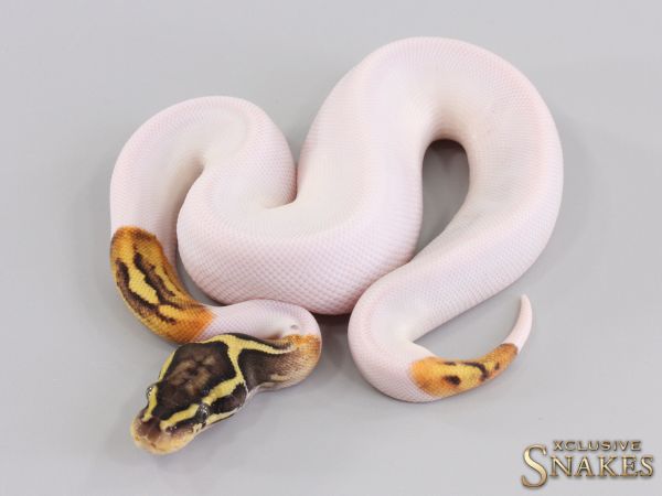 1.0 Pastel Confusion Piebald 2023