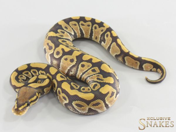 0.1 Hypo double het Desert Ghost Clown 2026