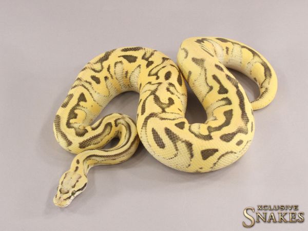 1.0 Pastel Leopard Red Stripe Desert Ghost het Cryptic 2021