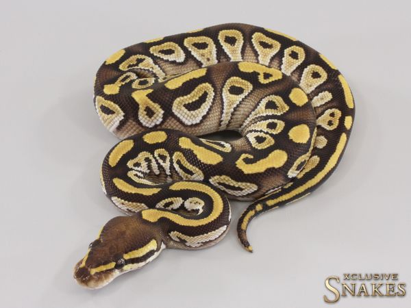 1.0 Mojave double het Hypo Clown 50% het Desert Ghost 2023