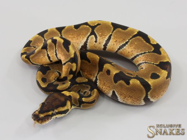 0.1 Enchi double het Ultramel Desert Ghost 2023