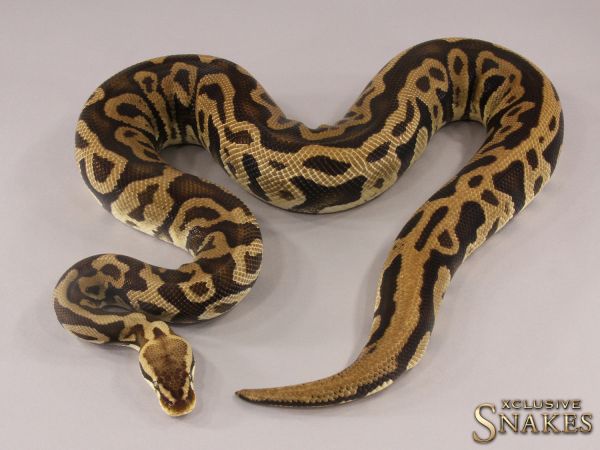 1.0 Pastel Leopard double Het Ultramel Clown 2017