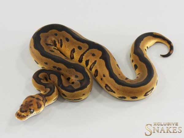 0.1 Leopard Clown 2026