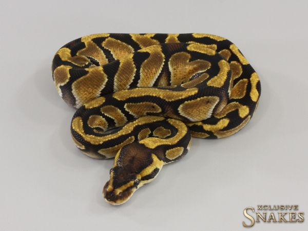 0.1 Enchi triple het Hypo Desert Ghost Clown 2023