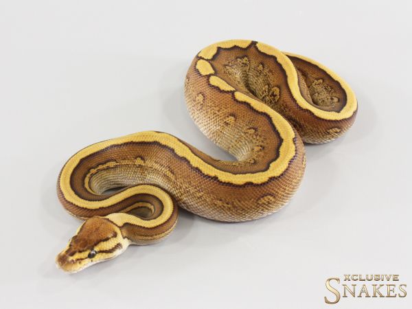 0.1 Cypress Red Stripe GHI double het Ultramel Clown 2026