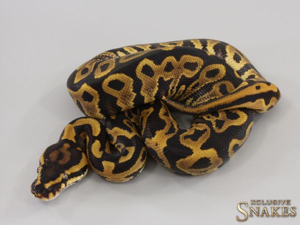 1.0 Leopard Gravel double het Hypo Clown 2023