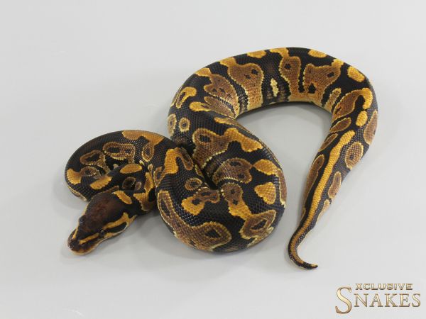 1.0 NR Mandarin double het Hypo Clown 2026