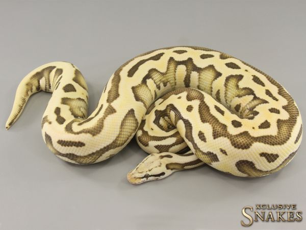 0.1 Pastel Leopard Special Desert Ghost het Cryptic 2021