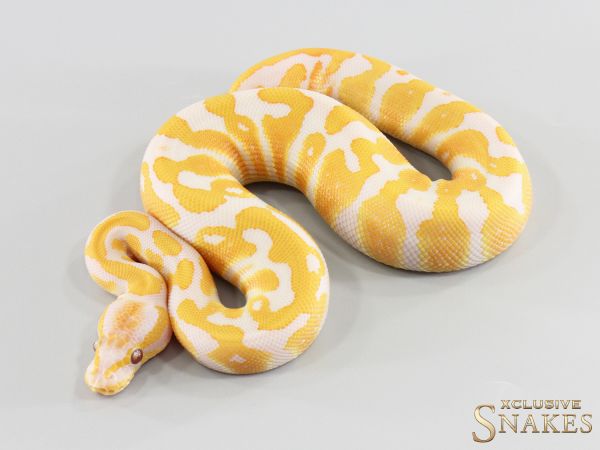 1.0 Lavender double het Clown Piebald 2026