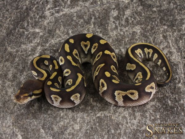 0.1 Chocolate Mojave double het Hypo Desert Ghost 2022