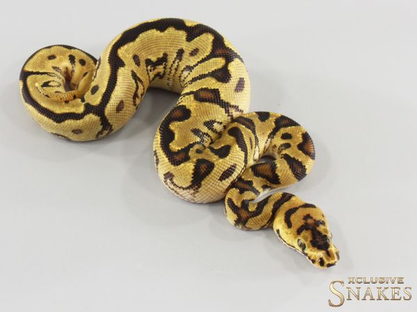 1.0 Enchi Spotnose Clown 2026