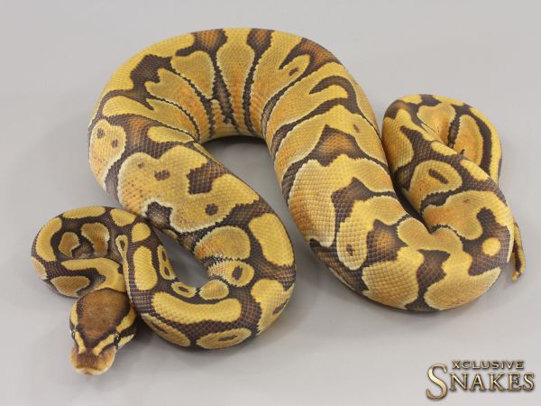 0.1 Enchi NR Mandarin Hypo 2023