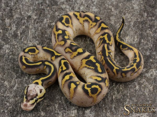 0.1 Pastel Super Gravel Leopard 50% het Clown 2021