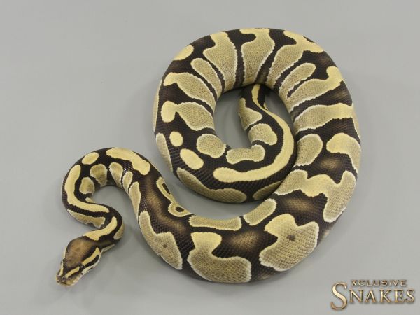 0.1 Desert Ghost het Hypo 66% het Clown 2022