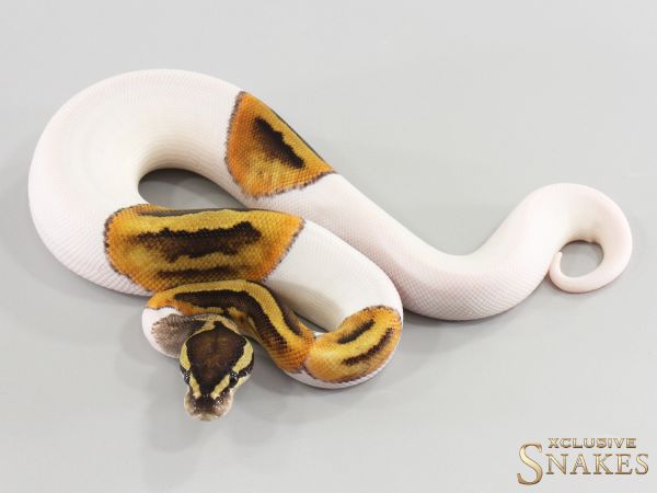 0.1 Orange Dream GHI Piebald double het Desert Ghost Clown 2026