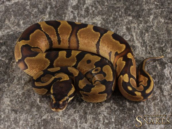 0.1 Copper Enchi het Piebald 2022 (700g @10/2023)