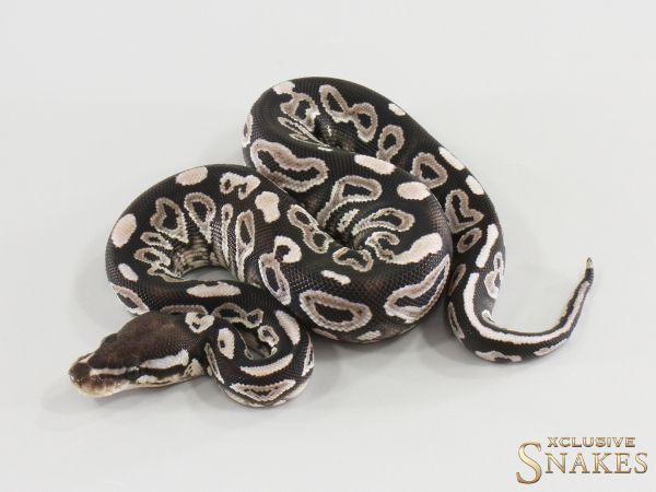0.1 Het Red Axanthic Mystic TSK/Black Axanthic het Clown 2026