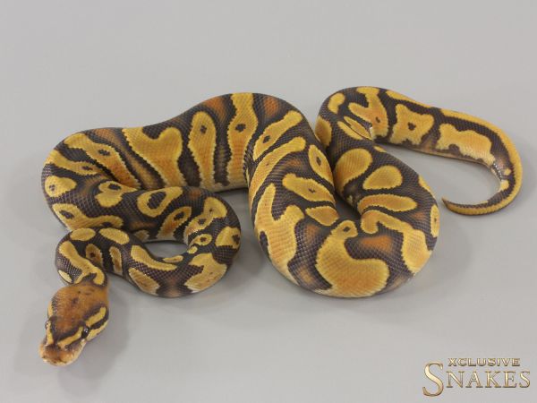 1.0 Orange Dream Hypo triple het Desert Ghost Clown Piebald 2024