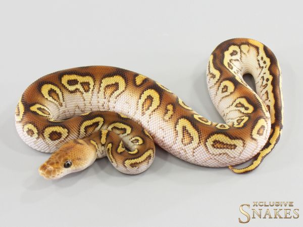 0.1 Cypress Special Orange Dream Clown het Piebald 2026