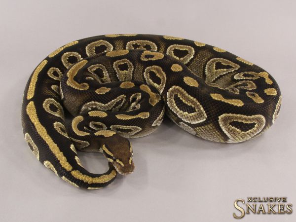 0.1 Mojave pos NR Mandarin pos het Hypo 2018