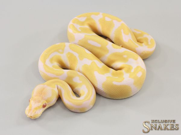 0.1 Candy double het Clown Piebald 2023