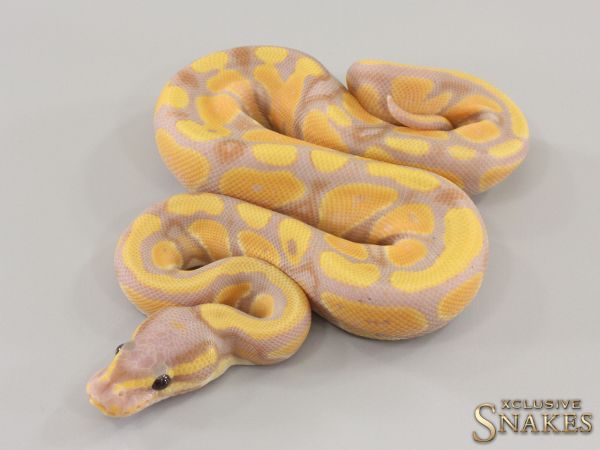 0.1 Banana het Piebald 66% het Desert Ghost 2023