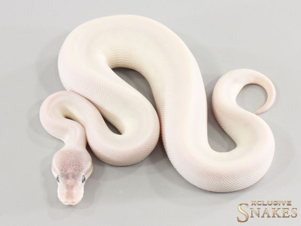 0.1 Super Mojave double het Hypo Desert Ghost - BEL - 2026