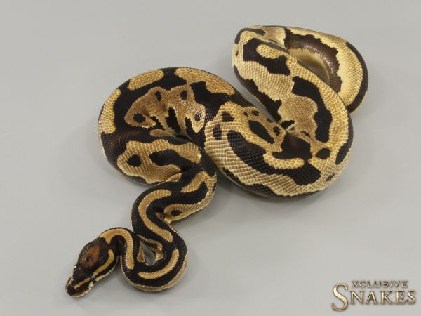 1.0 Leopard Orange Dream double het Desert Ghost Piebald 2022