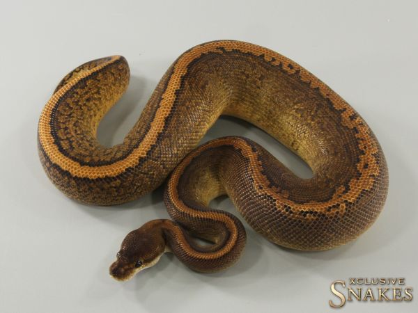 0.1 Black Pastel Pinstripe Gravel Wookie Het Clown Ball Python 2022