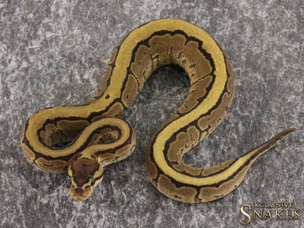 0.1 Pinstripe Gravel double het Piebald Desert Ghost 2021