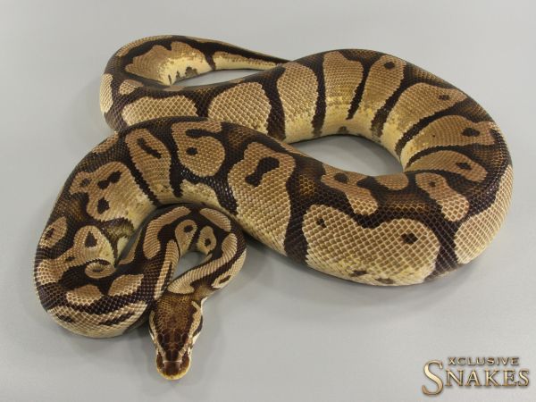 0.1 Pastel double het Desert Ghost Piebald 2015