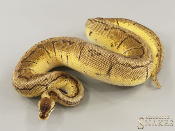 0.1 Pastel Pinstripe double het Desert Ghost Piebald 2022 (970g @03/2024)