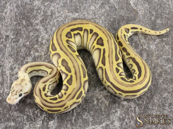 1.0 Pastel Leopard Lesser het Desert Ghost Crypton 2021