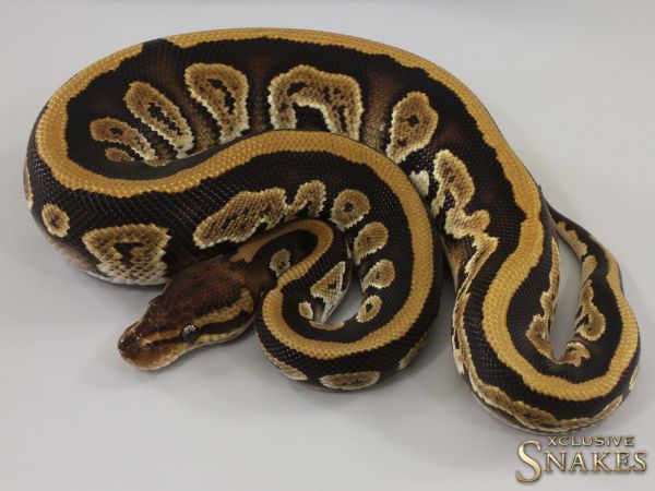 1.0 Special Copper triple het Desert Ghost Clown Piebald 2023