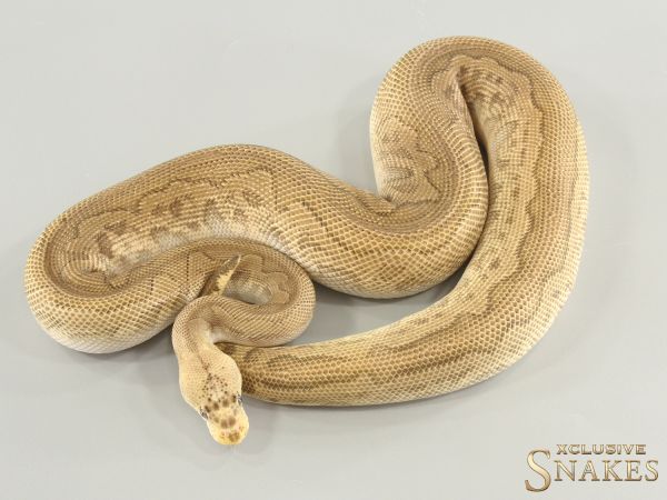1.0 Pastel GHI Mojave Leopard Clown double het Ultramel Piebald 2023
