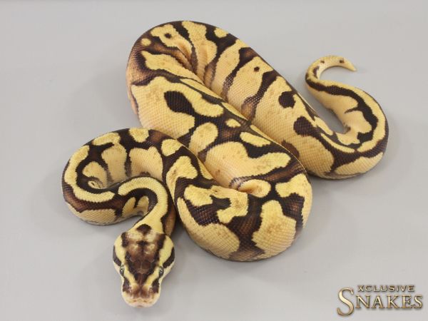 0.1 Pastel Enchi Fire Copper het Piebald 2023