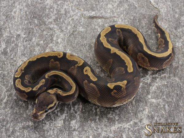 1.0 Copper GHI Yellow Belly het Piebald 2021