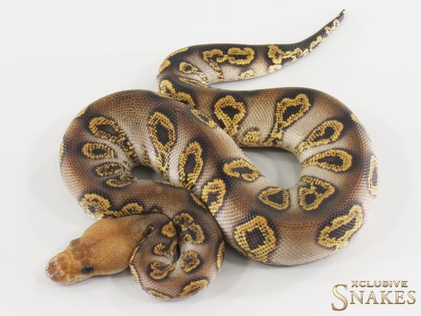 0.1 Copper GHI Chocolate Clown 2026